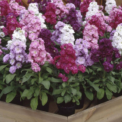 VibeX PAU-63-Stock ‘Cinderella Series Mixed’ (Gillyflower) Seed(100 per packet)