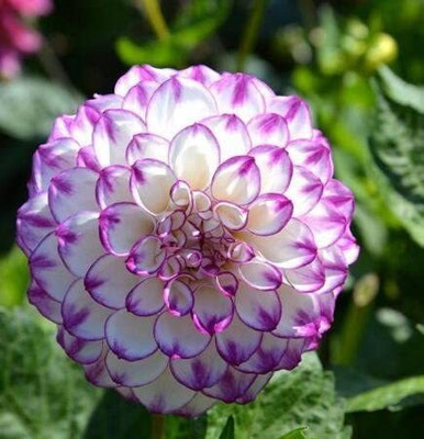 VibeX Dahlia Flower Seed(20 per packet)