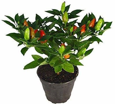 KANAYA Chilli F1 (moti mirch) Seed(80 per packet)