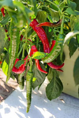 TANMAY FUN ZONE Chili Seed(200 per packet)