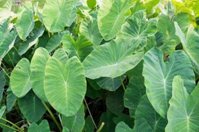 KANAYA Taro Root/Arbi Bulbs Seed(9 per packet)