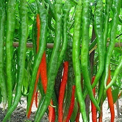 ActrovaX F1 Hybrid Long Green chili [1gm Seeds] Seed(1 g)