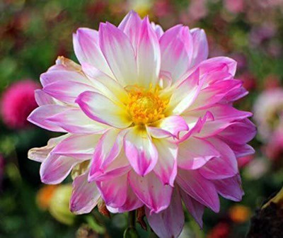 VibeX ™ PAU-1389-Mixed Colors Dahlia Seeds Seed(20 per packet)