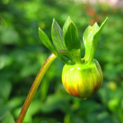 VibeX Melody Dahlia 'Mambo' Seed(100 per packet)