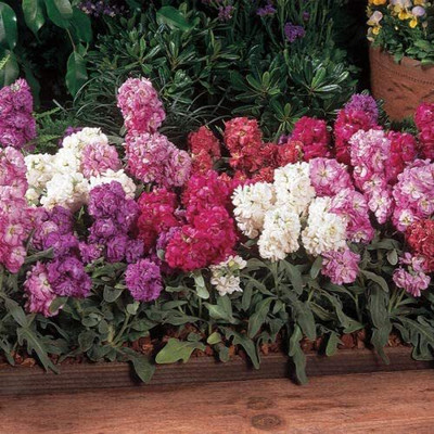 VibeX ® PUAS-26-Stock Vintage Mixed Seed(75 per packet)