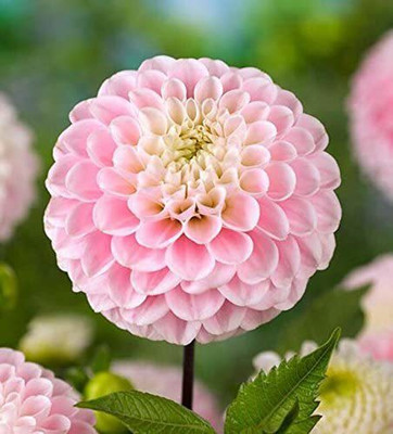 VibeX ® GBPT-1348-Perennial Flowers Seeds Dahlia Seed(25 per packet)