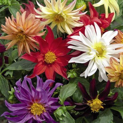 VibeX PUAS-374-Dahlia 'Dwarf Cactus Mixed' Variabilis Flowers Seeds Seed(10 per packet)