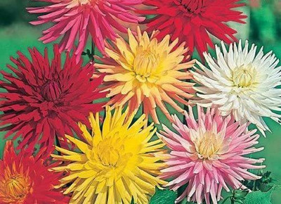 VibeX ® NBIR-1068-Dahlia - Cactus HYBRIDS Mixed Seed(100 per packet)