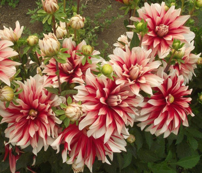 VibeX Dahlia Seed(25 per packet)