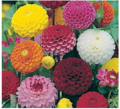 VibeX Dahlia Flower Seed(50 per packet)