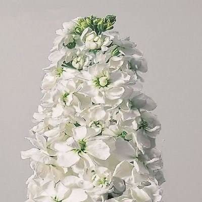 CYBEXIS Stock White Flower Seeds (Matthiola Incana Ten Week White) Seed(1 g)