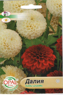 VibeX Dahlia Seed(50 per packet)