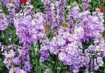 CYBEXIS Matthiola bicornis - Night Scented Stock Seed(1 g)