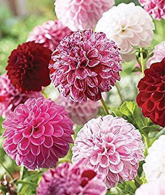 VibeX Dahlia Seed(100 per packet)