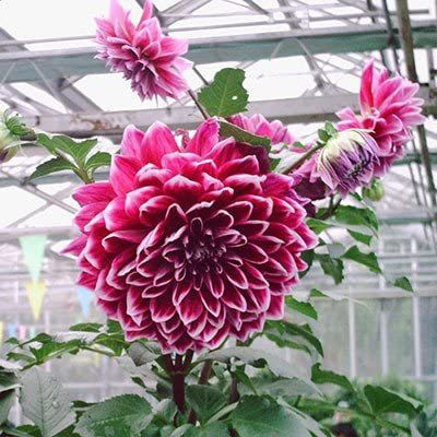 VibeX Dahlia Flower Seed(20 per packet)
