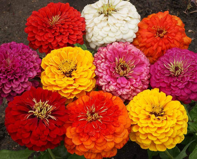VibeX ICRA-461-Elegans Dahlia Mix Seeds Seed(50 per packet)