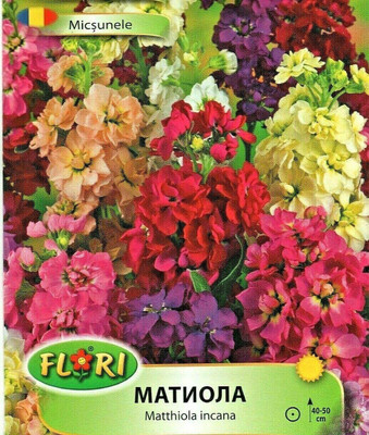 VibeX ™ PAU-84-MATTHIOLA INCANA - Stock HIGH Quality Flower Seeds Seed(15 per packet)