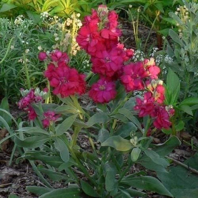 CYBEXIS Stock Crimson Flower Seeds Seed(1 g)