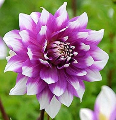 VibeX Dahlia Seed(20 per packet)