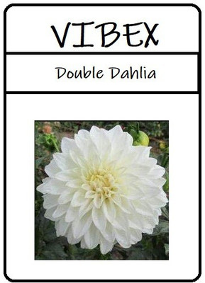 VibeX Dahlia Seed(100 per packet)