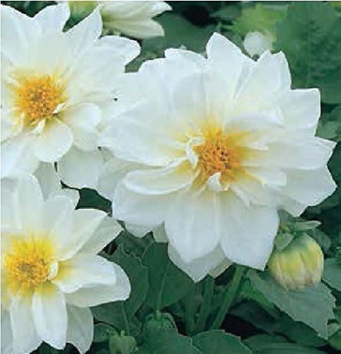 VibeX Dahlia Seed(20 per packet)