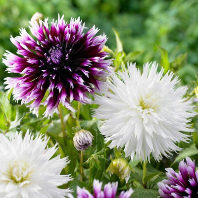 VibeX Dahlia Seed(100 per packet)