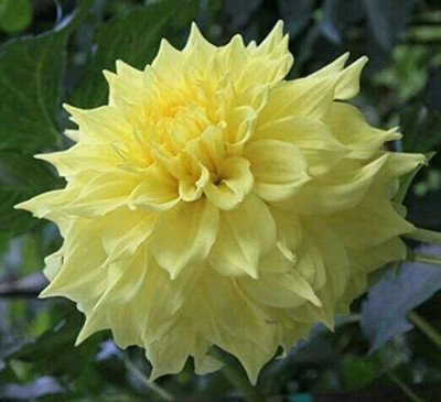 VibeX Dahlia Seed(100 per packet)