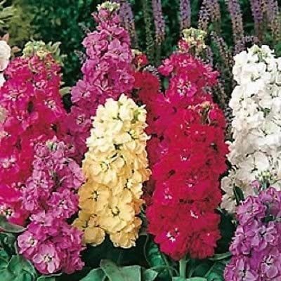 VibeX ™ HUA-64-Sugar and Spice Mix Stock Matthiola/Strong Spicy Scent/Flower Seeds Seed(5 per packet)