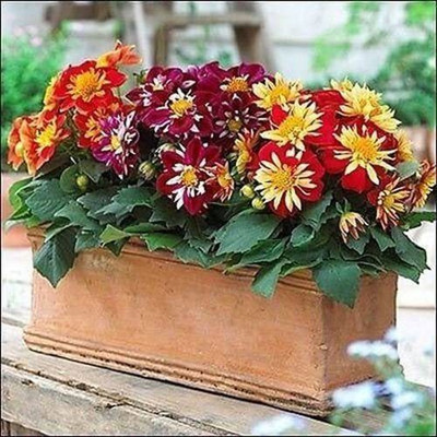 VibeX Dahlia Seed(100 per packet)
