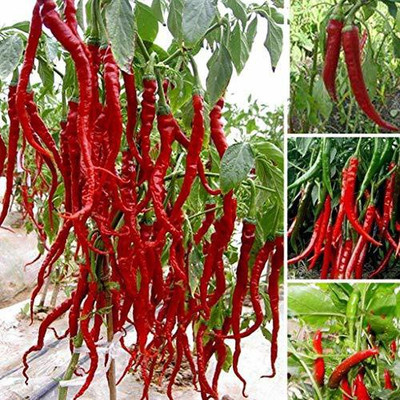 ActrovaX World'S Best Hybrid Chilli - 5 Types [1gm Seeds] Seed(1 g)