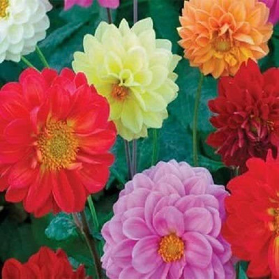 VibeX PAU-1563-Seeds of Dahlia Opera Mix Flower (Annual - Perennial) Seed(20 per packet)