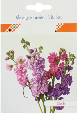 CYBEXIS F1 Hybrid Stock Night Scented Hardy Annual Seeds Seed(50 per packet)