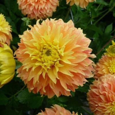 VibeX NBIR-432-Flowers Seed Collection Grow,Flower Dahlia Seed(100 per packet)