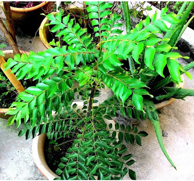 Vijay Sales Curry Leaf Plant(Hybrid, Pack of 1)