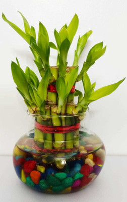 GHF Two Layer Bamboo Plant(Hybrid, Pack of 1)