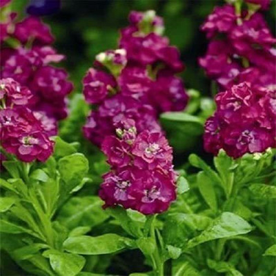 VibeX Stock Rose (Matthiola Incana Ten Week) Seed(5 per packet)