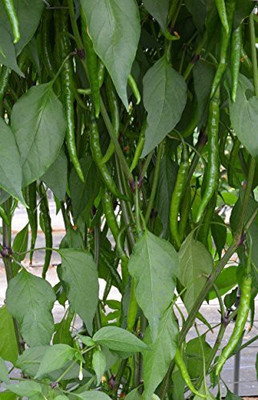 WILLVINE Chilli Seed(200 per packet)