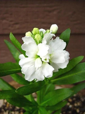 VibeX Stock (Matthiola Incana Ten Week White) Seed(20 per packet)