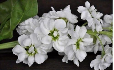 VibeX HUA-28-F1 Hybrid Stock (Matthiola Incana Ten Week White) Gillyflower Night Scented Seed(5 per packet)