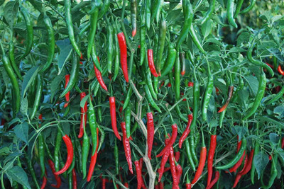 FRESHO CHILLI Seed(200 per packet)