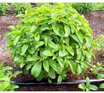 YOUNG STAR STEVIA IMPORTED (20 SEED)SWEET LEAVE HERB SEED Seed(20 per packet)