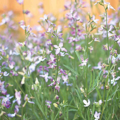 CYBEXIS Night Scented Stock Seeds - Matthiola Bicornis Seed(1 g)