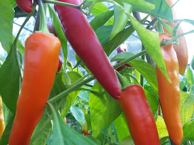 TANMAY FUN ZONE CHILLI Seed(200 per packet)