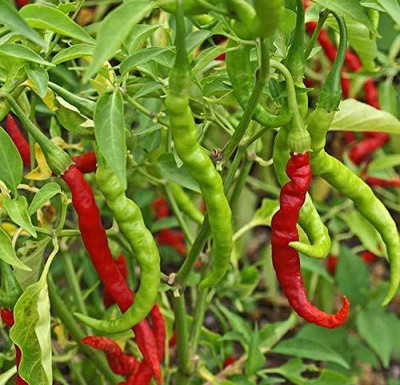 ActrovaX F1 Hybrid Pusa Jwala Chilli/mirch [2000 Seeds] Seed(2000 per packet)