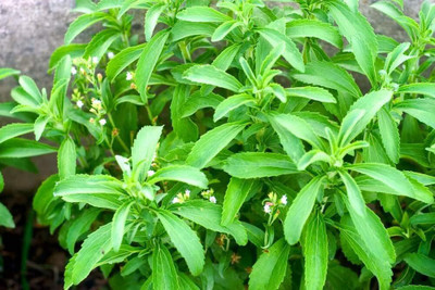 YOUNG STAR STEVIA IMPORTED (20 SEED)SWEET LEAVE HERB SEED Seed(20 per packet)