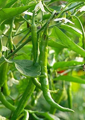 TANMAY FUN ZONE CHILLI Seed(200 per packet)