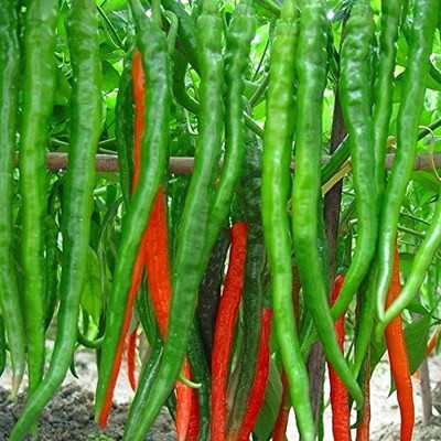TANMAY FUN ZONE CHILLI Seed(200 per packet)