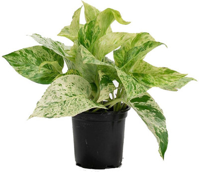 GreenyOn Money Plant(Hybrid, Pack of 1)