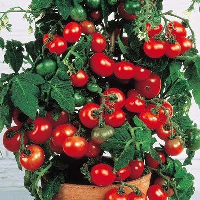 dpays Tomato Seed(220 per packet)