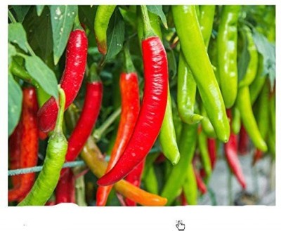 FRESHO CHILLI Seed(100 per packet)